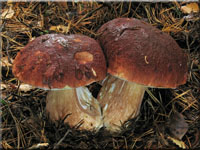 Kiefern-Steinpilz - Boletus pinophilus