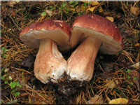 Kiefern-Steinpilz - Boletus pinophilus