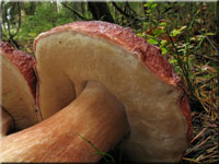 Kiefern-Steinpilz - Boletus pinophilus