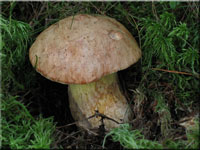 Nadelwald-Anhngsel-Rhrling - Butyriboletus subappendiculatus
