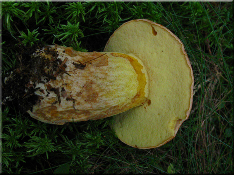 Nadelwald-Anhngsel-Rhrling - Butyriboletus subappendiculatus