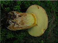 Nadelwald-Anhngsel-Rhrling - Butyriboletus subappendiculatus