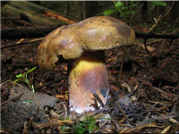 Schwarzblauender Röhrling - Cyanoboletus pulverulentus
