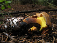 Schwarzblauender Rhrling - Cyanoboletus pulverulentus