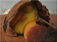 Schwarzblauender Rhrling - Cyanoboletus pulverulentus