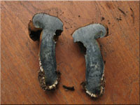 Schwarzblauender Rhrling - Cyanoboletus pulverulentus