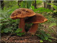 Flockenstieliger Hexen-Röhrling - Neoboletus erythropus