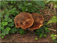 Flockenstieliger Hexen-Rhrling - Neoboletus erythropus