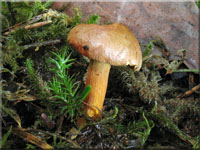 Pfefferrhrling - Chalciporus piperatus