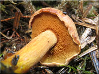 Pfefferrhrling - Chalciporus piperatus