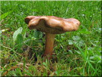 Pfefferrhrling - Chalciporus piperatus