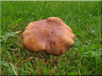 Pfefferrhrling - Chalciporus piperatus