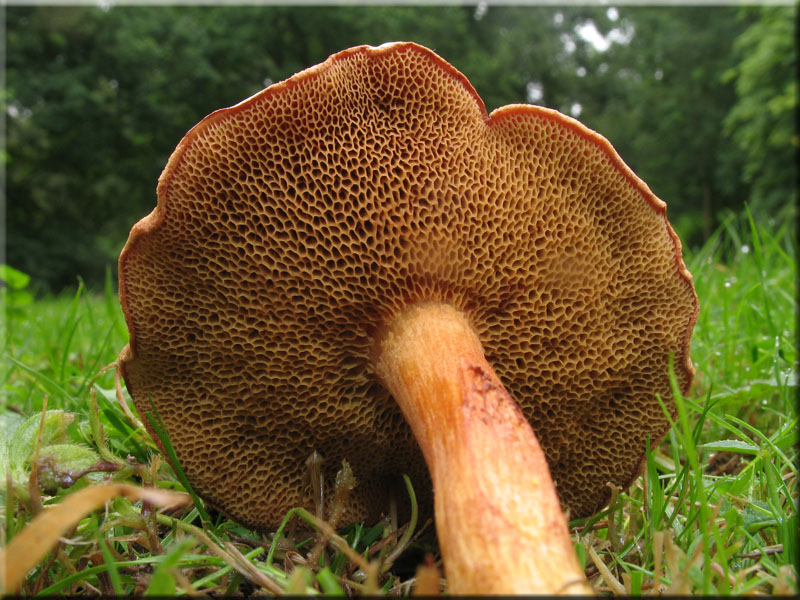 Pfefferrhrling - Chalciporus piperatus