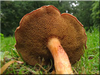 Pfefferrhrling - Chalciporus piperatus