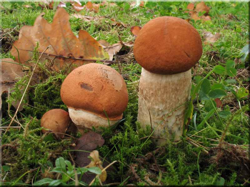 Laubwald-Rotkappe - Leccinum aurantiacum