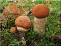 Laubwald-Rotkappe - Leccinum aurantiacum