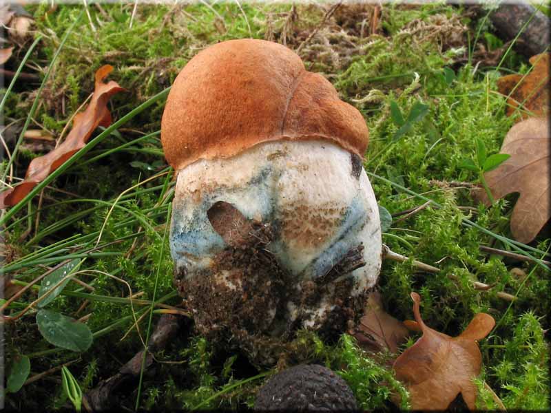 Laubwald-Rotkappe - Leccinum aurantiacum