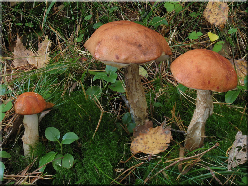 Laubwald-Rotkappe - Leccinum aurantiacum