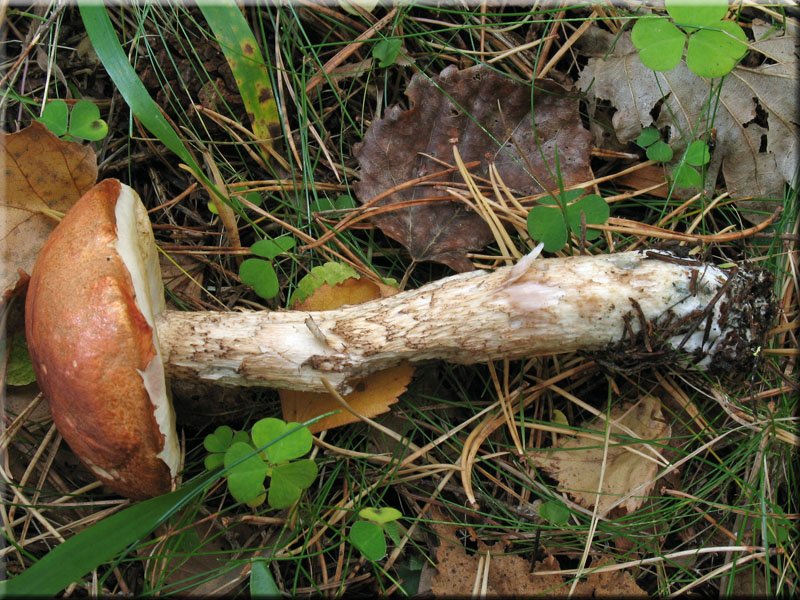 Laubwald-Rotkappe - Leccinum aurantiacum