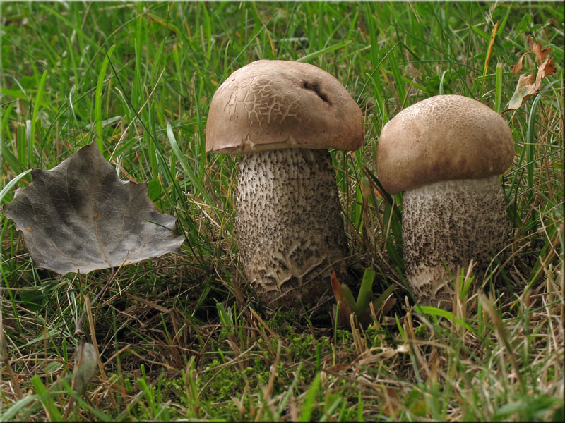 Pappel-Raufu - Leccinum duriusculum