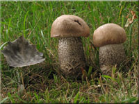 Pappel-Raufu - Leccinum duriusculum
