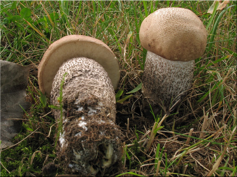 Pappel-Raufu - Leccinum duriusculum