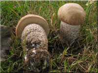 Pappel-Raufu - Leccinum duriusculum