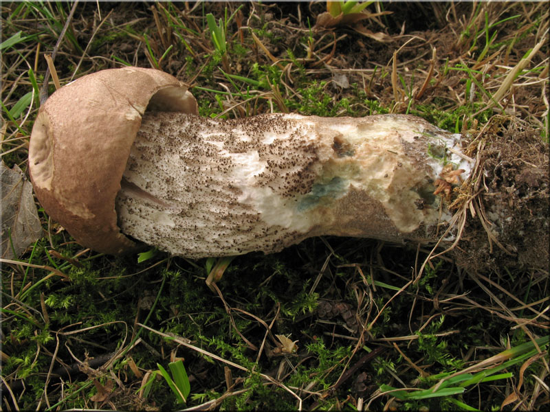 Pappel-Raufu - Leccinum duriusculum