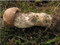 Pappel-Raufu - Leccinum duriusculum