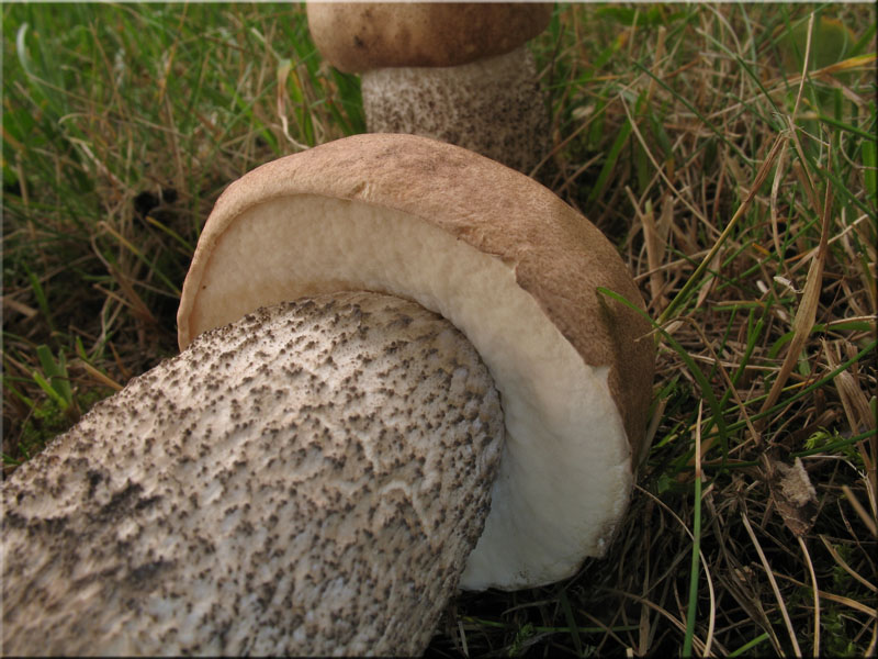 Pappel-Raufu - Leccinum duriusculum