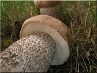 Pappel-Raufu - Leccinum duriusculum