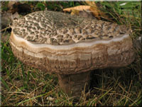 Pappel-Raufu - Leccinum duriusculum