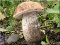 Pappel-Raufuß - Leccinum duriusculum