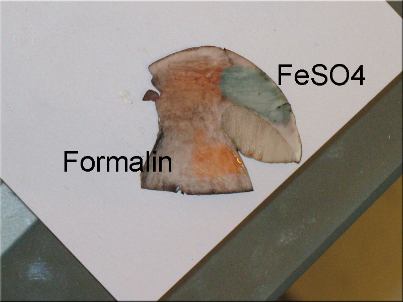 Pappel-Raufu - Leccinum duriusculum