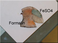 Pappel-Raufu - Leccinum duriusculum