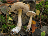 Moor-Birkenpilz - Leccinum holopus