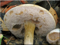 Moor-Birkenpilz - Leccinum holopus