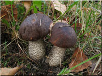 Dunkler Raufuß - Leccinum melaneum