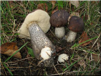 Dunkler Raufu - Leccinum melaneum