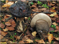 Dunkler Raufu - Leccinum melaneum