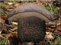 Dunkler Raufu - Leccinum melaneum