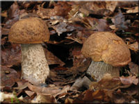 Hainbuchen-Raufuß - Leccinum pseudoscabrum