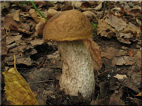 Hainbuchen-Raufu - Leccinum pseudoscabrum