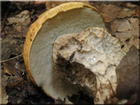Hainbuchen-Raufu - Leccinum pseudoscabrum