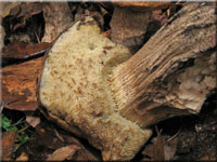 Hainbuchen-Raufu - Leccinum pseudoscabrum