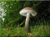 Birkenpilz - Leccinum scabrum 