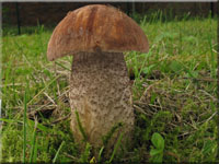Birkenpilz - Leccinum scabrum 