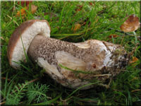 Birkenpilz - Leccinum scabrum 