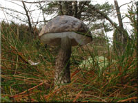 Gefleckter Raufu - Leccinum variicolor
