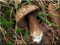 Porphyrröhrling - Porphyrellus porphyrosporus